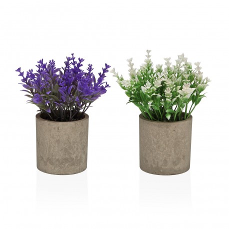 SURTIDO DE MACETA DECORATIVA CON MIMOSAS 16 CM