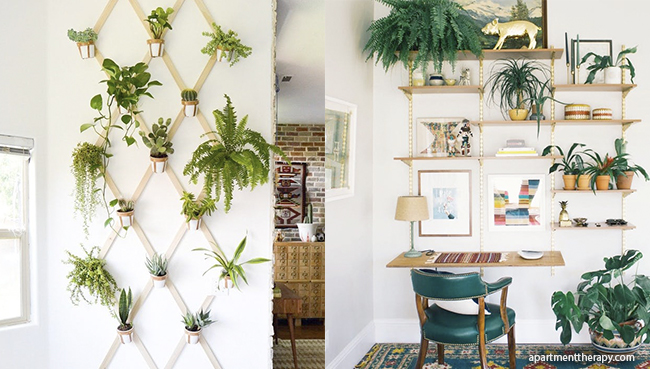 plantas como objeto decorativo