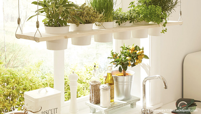 kitchen with plants