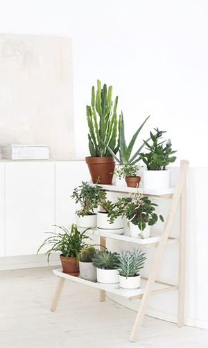 decoracion-plantas-interior-verde